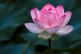 Lotus flower