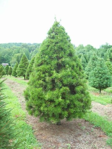 Pine tree