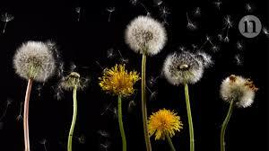 Dandelions