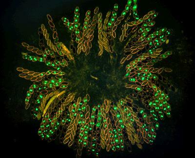 George Wells Beadle (1903-1989) y Edward Lawrie Tatum (1909-1975)