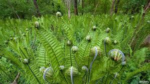 Fern Plants