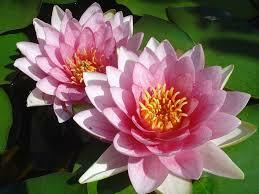 Water lily