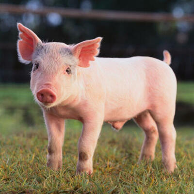 Timeline: Antecedentes Historicos del Porcino.By Sarai del C. Vidal Hernandez