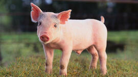 Timeline: Antecedentes Historicos del Porcino.By Sarai del C. Vidal Hernandez