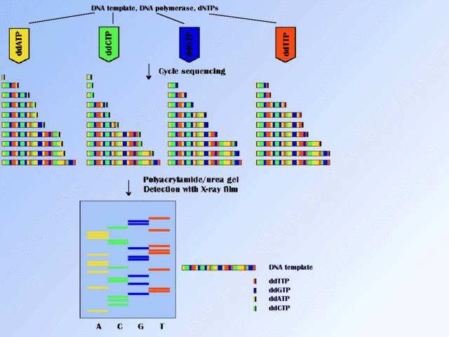 Automated Fluorescence Sequencer