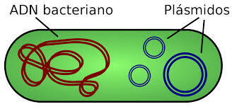 PLASMIDO