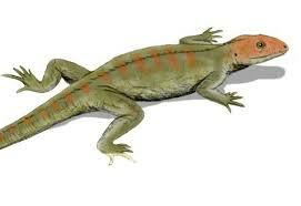 seres vivos Reptiles