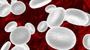 glóbulo blanco