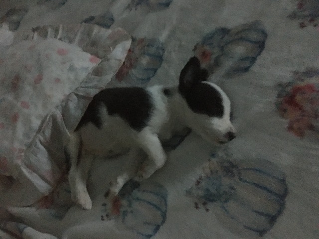 Nuevo integrante de la familia <3