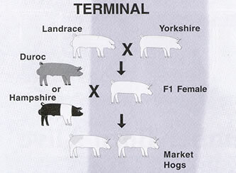 Cruzamientos F1 para heterosis