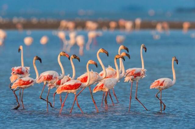 Camarga - Primera Reserva de la Biosfera en Francia