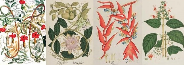 Expediciones botánicas y científicas al Nuevo Mundo