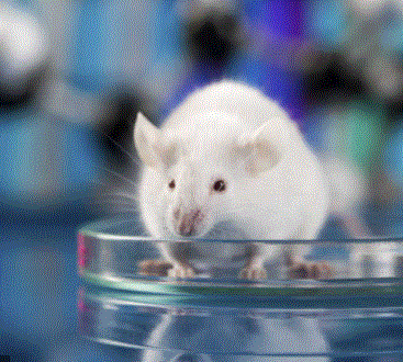 siglo XXI Secuenciación y análisis del genoma de ratón