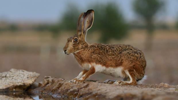 2. Una liebre aparece entre los matorrales y Sir Geoffrey le dispara.