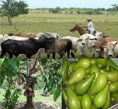 características Socio económicas