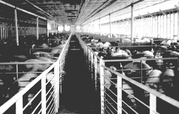 Porcicultura en mexico