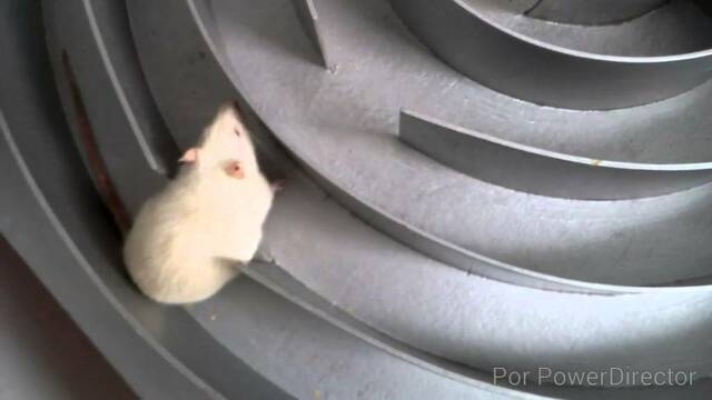 Experimento Kerplunk.