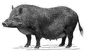 LA DOMESTICACIÓN DEL CERDO