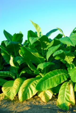 The First Tobacco Planted to make Money