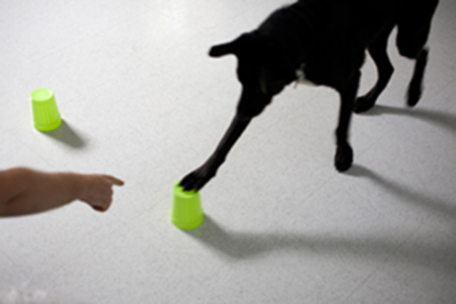 etología cognitiva.