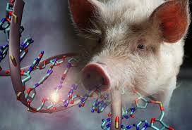 MEJORAMIENTO GENETICO