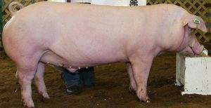 Existia en europa un grupo de landrace