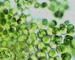 Bacterias fotosintéticas