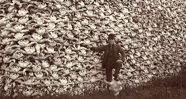 Bison numbers left at only a few hundred