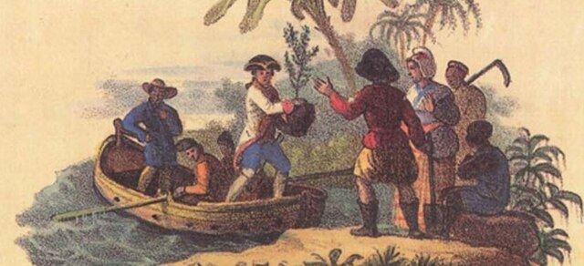 Llega el café a la Nueva España