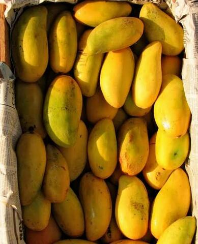 Llegan las primeras semillas de mango a México proveniente de Filipinas