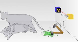 shrodingers cat