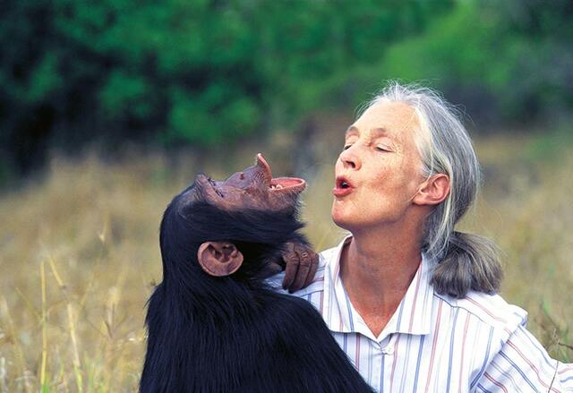 jane goodall