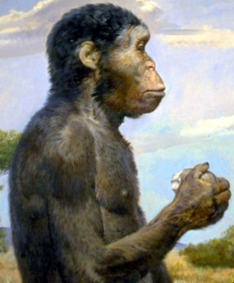 Homo habilis