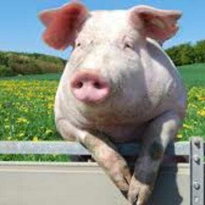 Timeline: Antecedentes históricos del cerdo