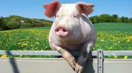 Timeline: Antecedentes históricos del cerdo