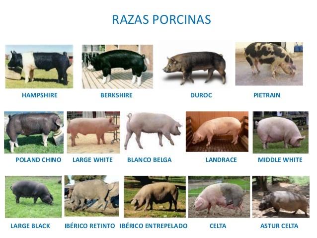 Creación de razas