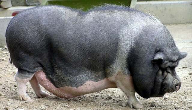 Evolución de acuerdo a función de producción