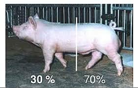 EVOLUCION DEL CERDO DEACUERDO A SU PRODUCCION