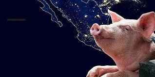 IMPORTACION DE RAZAS A MEXICO