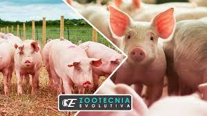 LA PORCICULTURA OCUPA EL 3 LUGAR EN IMPORTANCIA POR LA APORTACION CARNICA