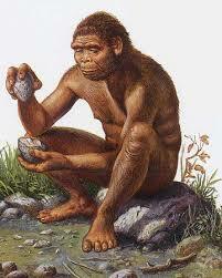 Homo habilis