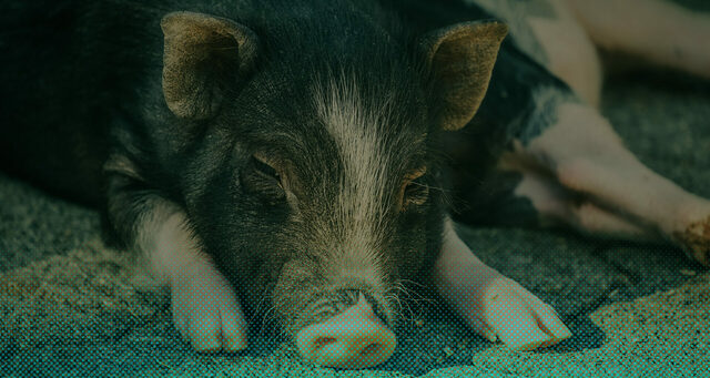 Peste porcina clásica