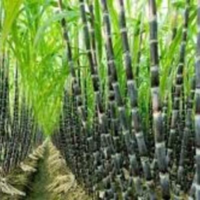 Timeline: ORIGEN Y DISTRUBUCION DE LA CAÑA DE AZUCAR