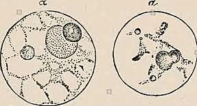 DC Descubrimiento del ADN