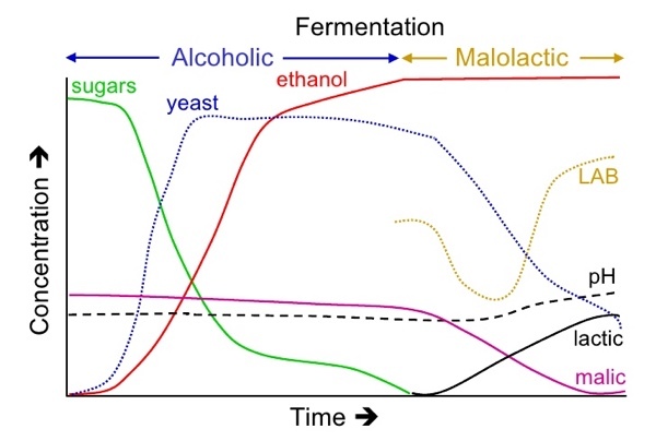 Enzimas de la levadura que pueden transformar azúcar en alcohol
