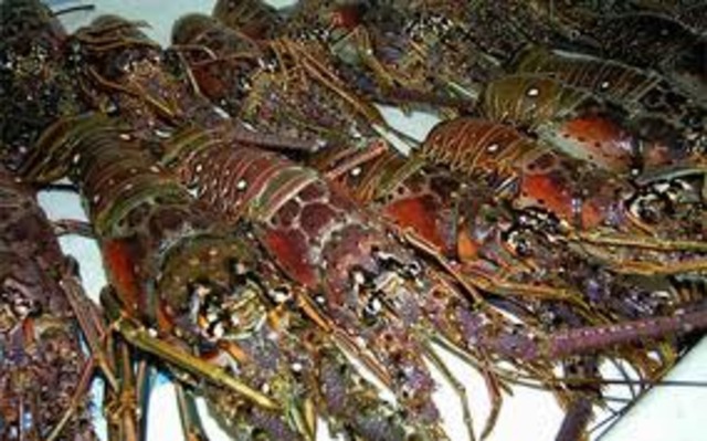 Capturas Máximas Costa Rica (984 TM) [7]