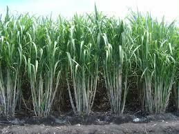 segundo destino de la caña de azucar