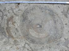 470 millions of years ago