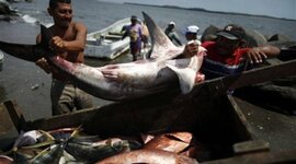 Timeline: Pesca de Tiburon En el Pacifico de Guatemala