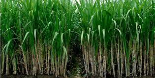 COLOMBIA Y EL VALLE DEL CAUCA